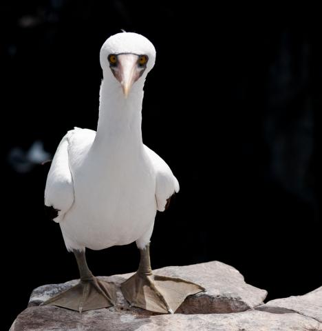 Galapagos-1200841.jpg